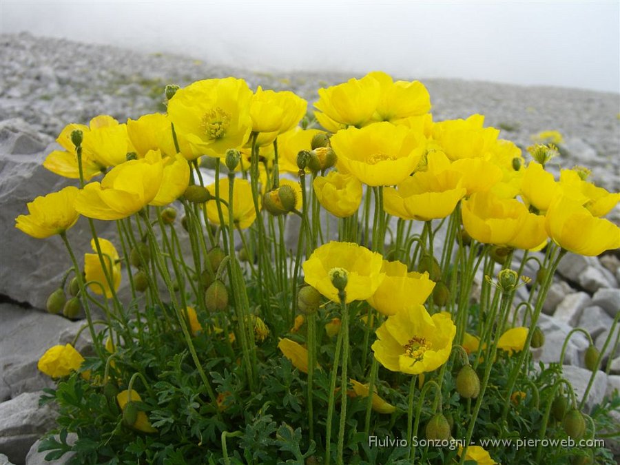 Papavero Alpino.jpg - Papavero alpino